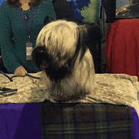 dog show GIF by Westminster Kennel Club