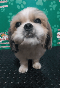 Dog Hello GIF