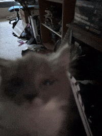 Cat Kitty GIF
