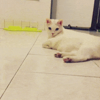 cat kitty GIF by Gottalotta