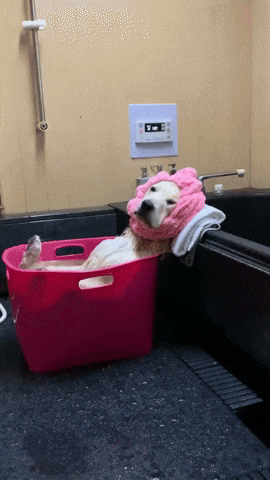 cuteanimalland giphyupload GIF