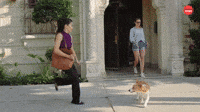 Corgi Leap