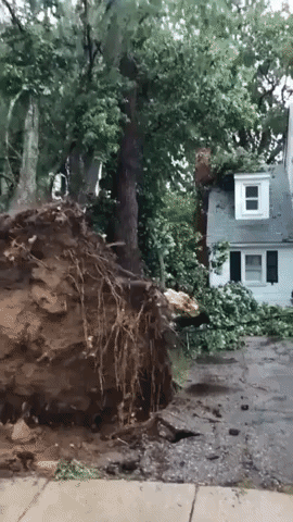 Tree Seen Uprooted After Tornado Warning Issued in Annapolis