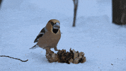 GIF by Our Planet