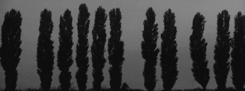 Film Tree GIF