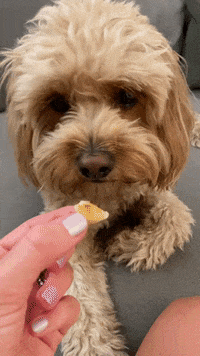 GIF by BuzzFeed