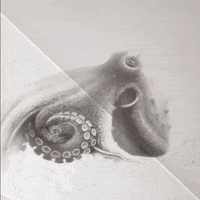 Art Satisfying GIF by OctoNation® The Largest Octopus Fan Club!