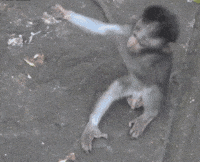 Esquizocenda GIF