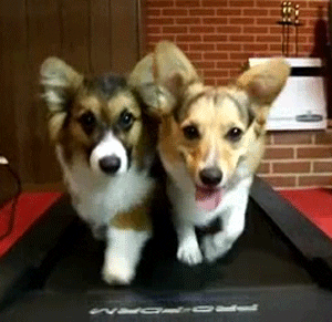 training GIF