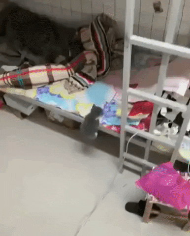 cuteanimalland giphyupload GIF