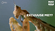 Say What Excuse Me GIF by PBS