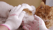 cheeks GIF