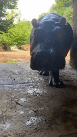 'Here She Comes': Fiona the Hippo Ready for Her Close-Up at Cincinnati Zoo