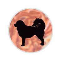 twotibetansdigital dog rainbow newpost camera Sticker