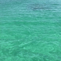 Paddleboarding Friends Watch Shark Devour Tarpon in Florida