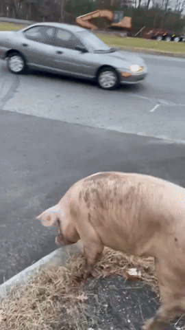 New Jersey Police Officers Catch Runaway Pig 