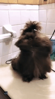 Shih Tzu Chills Out During Blow Dry Session