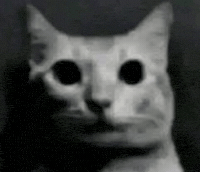 Black And White Cat GIF