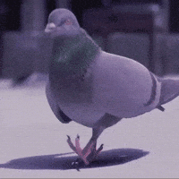 Pigeon Dove GIF
