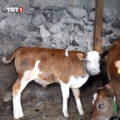 Kick Cow GIF by TRT