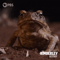 Staring What Are You Looking At GIF by PBS