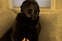 No Grab If You Grab Me I Am Gonna Bite You GIF