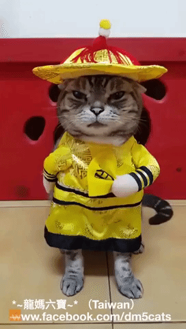 Cat Is 'Non-Puss-Ed' by His Cute Outfit