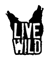 Live Sticker by Soliści #dreamsintomemories