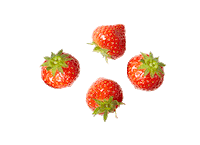 strawberries quaker Sticker