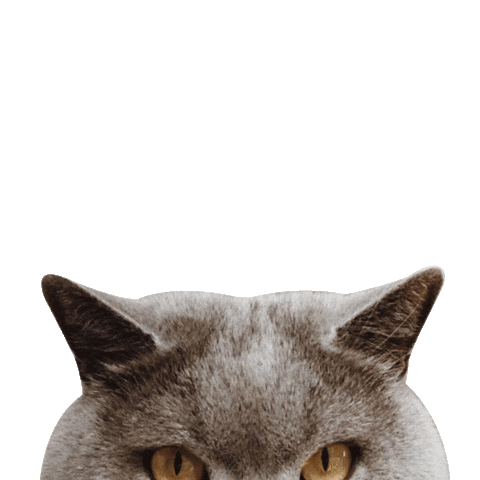 Cat Kitty Sticker by robotyreczne
