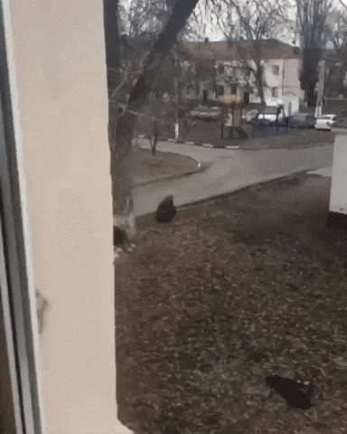 cuteanimalland giphyupload GIF