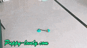 PuppyLovely cats dogs puppy shop GIF