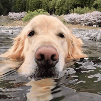 Dog Swimming GIF by Respective