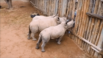 Baby Rhinos Cry When Their Milk Runs Out