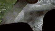 frameworks GIF by Topshelf Records