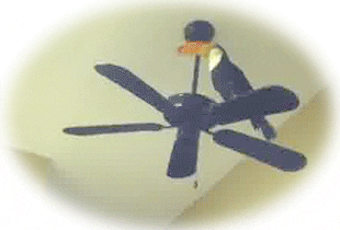 ceiling fans toucans GIF by Cheezburger
