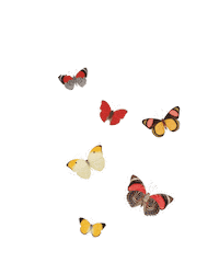Butterfly Effects Sticker by Shop Balou