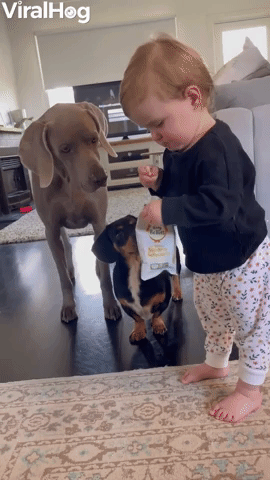 Baby Shares Snack with Weimaraner and Dachshund
