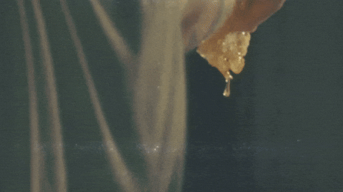 New Music Carolina GIF by Marcus King