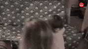 Christmas Fail GIF by BuzzFeed