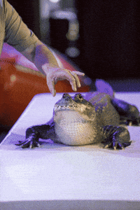 Alligator Gvcc GIF by Green Valley Community Church