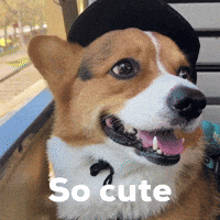Dog Corgi GIF
