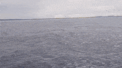 whale breaching GIF by ViralHog
