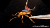 GIF by KQEDScience