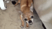 cos GIF