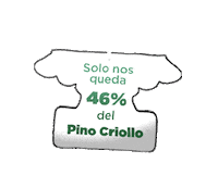 PinoCriollo pino criollo pinocriollo pinus occidentalis Sticker