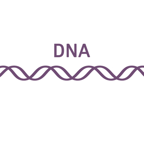 DNA-RNA-Protein