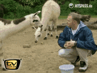 lama GIF