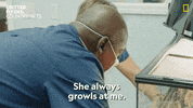 National Geographic Vet GIF by Nat Geo Wild