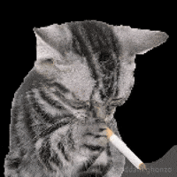 Sad Cat GIF